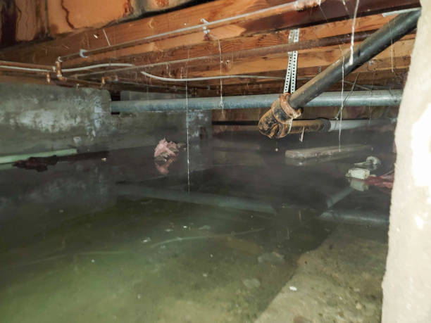 Best Carpet water damage restoration  in Roslyn Estates, NY